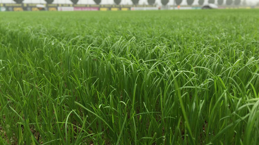 Evergreen Turf Cover Radiant Wachstum