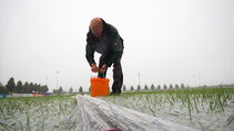 Hybridrasen Sporthybrid R abgedeckt mit Evergreen Turf Cover