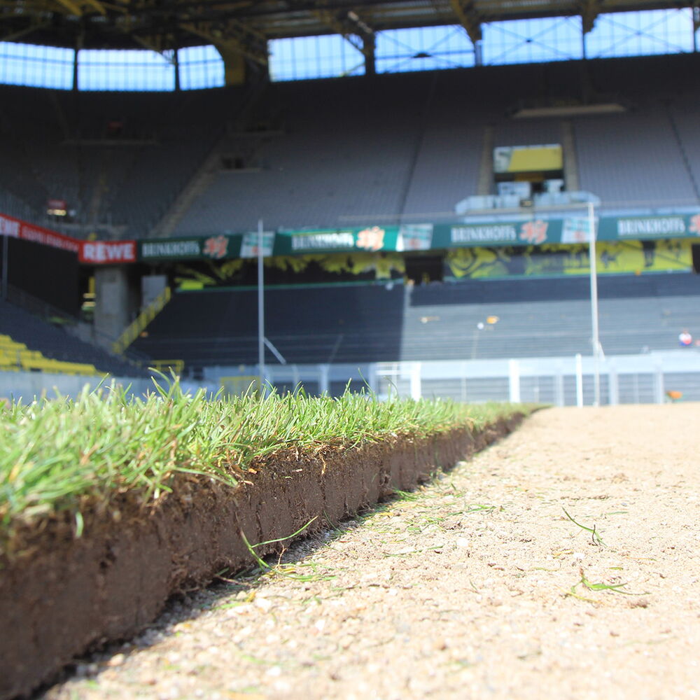 Rasen BVB Westfalenstadion