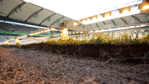 Hybridrasen Sporthybrid Turf